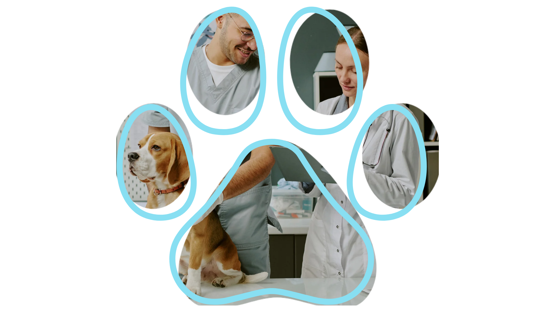 Healthy dog visiting a vet near me at Westside Veterinary Hospital