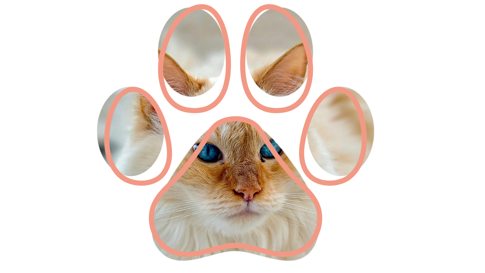 Cat dental exam performed by a vet near me at Westside Veterinary Hospital