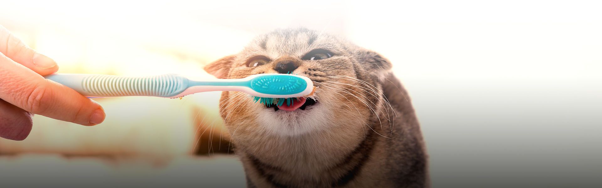 british kitten brushing his teeth with toothbrush