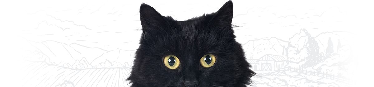 black furry cat face