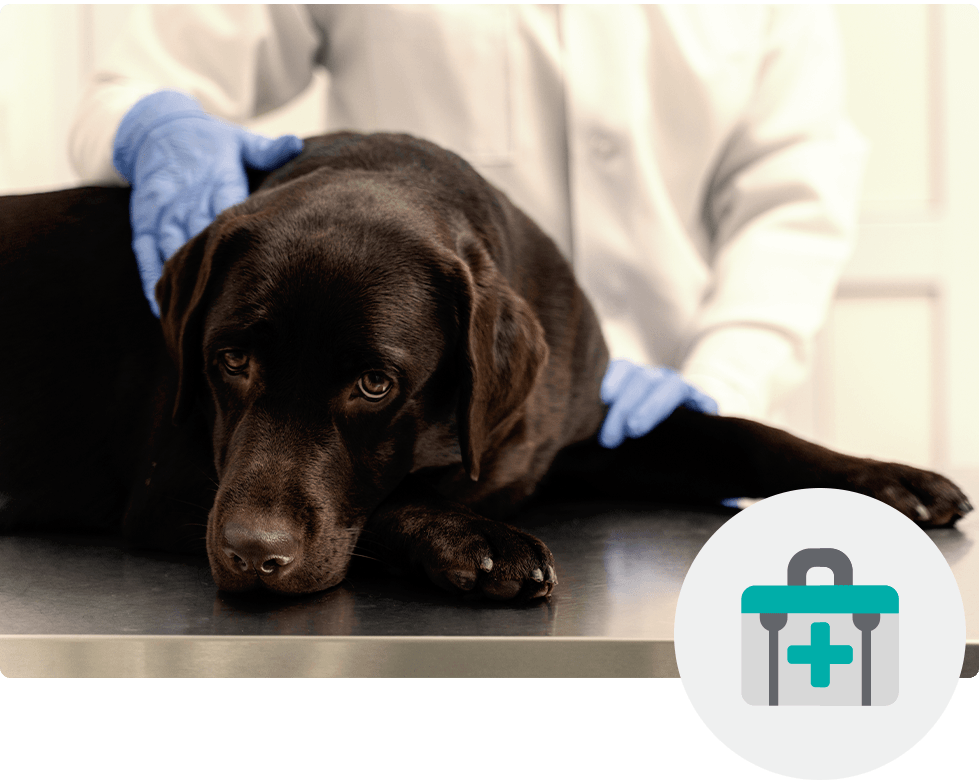 A black labrador visits Westside Veterinary Hospital in Marietta, GA, for urgent veterinary services.