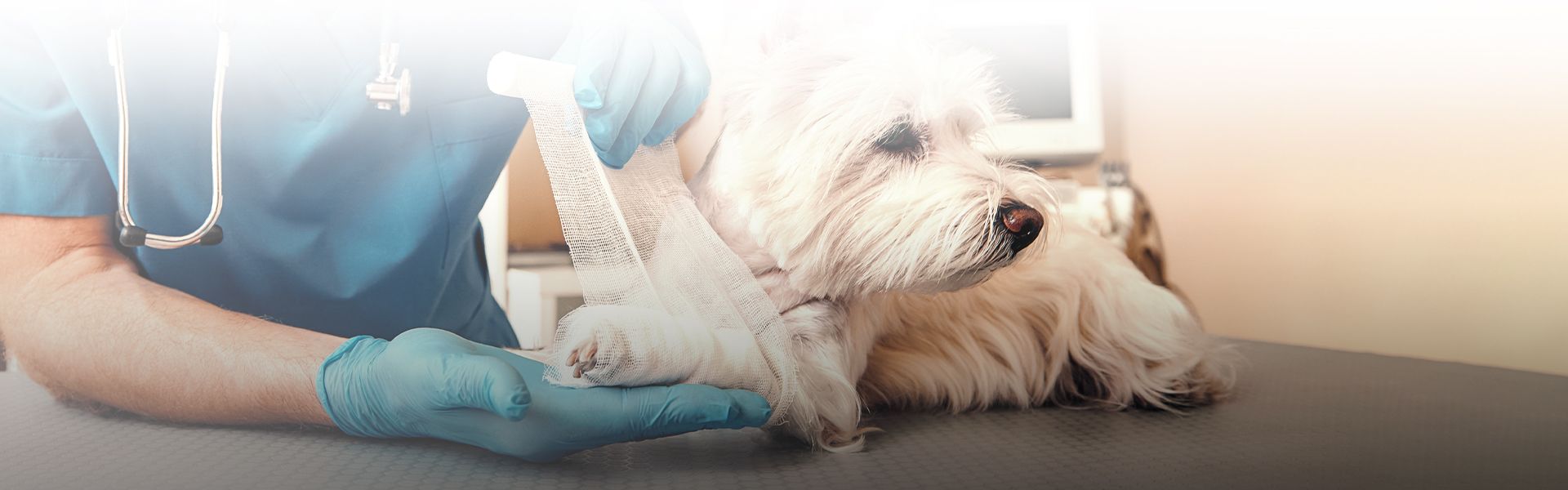 vet bandaging dog's paw