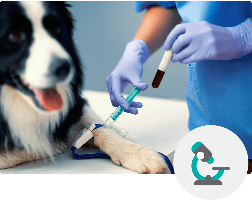 A border collie receives a blood draw for in-house laboratory testing at Westside Veterinary Hospital in Marietta, GA.