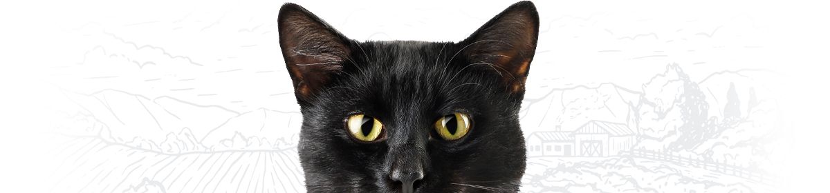 black cat with green eyes on white background