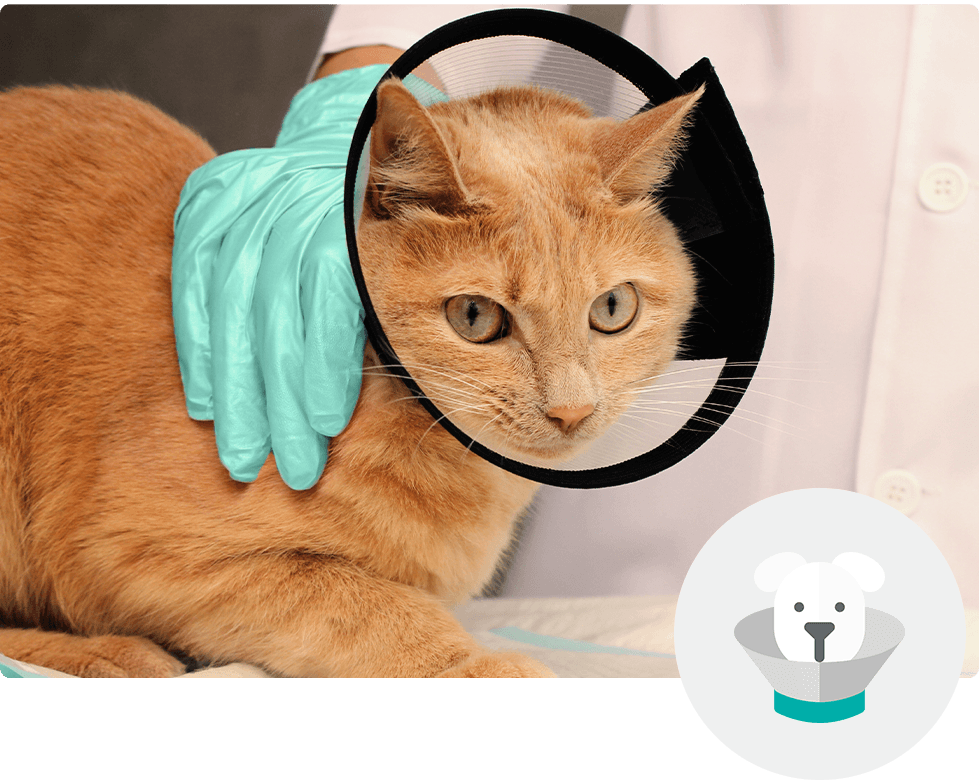 An orange tabby cat recovers from surgery at Westside Veterinary Hospital in Marietta, GA.
