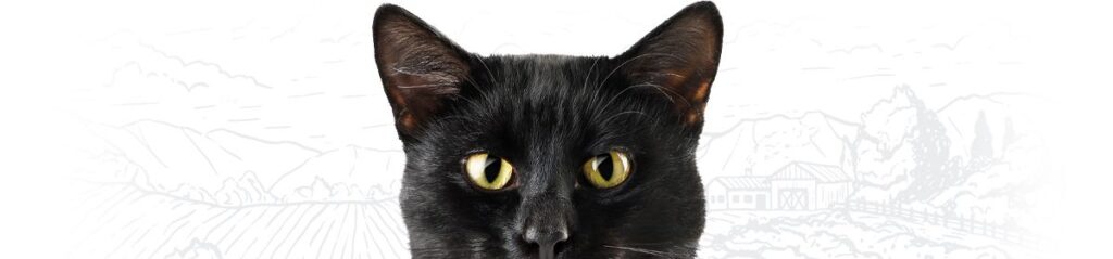 Black cat with yellow eyes and perky ears staring directly ahead.