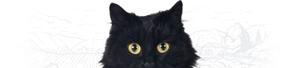 Fluffy black cat with wide yellow eyes standing alert.