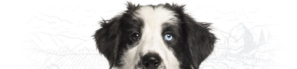 A close-up of a black and white puppy with one blue eye and one brown eye.