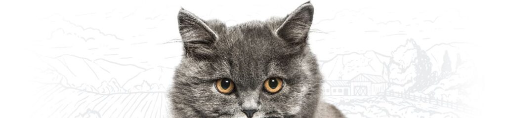 Fluffy gray cat with wide amber eyes staring forward.