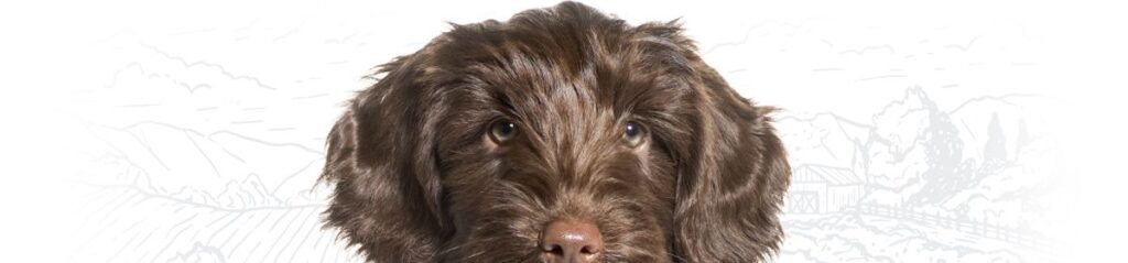 Fluffy brown puppy with wavy fur, gazing upward with big eyes.