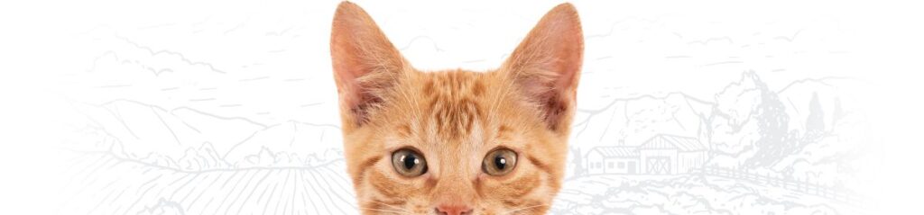 Orange tabby cat with wide green eyes and prominent ears, gazing directly ahead.