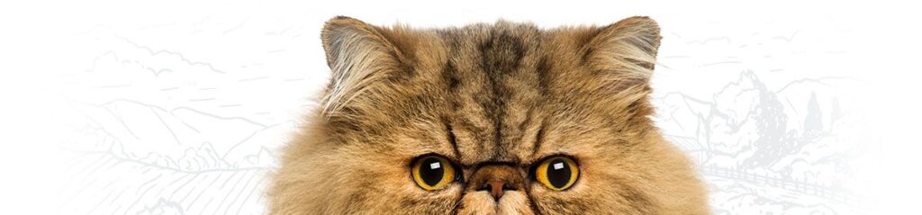 cute persian face cat looking at camera