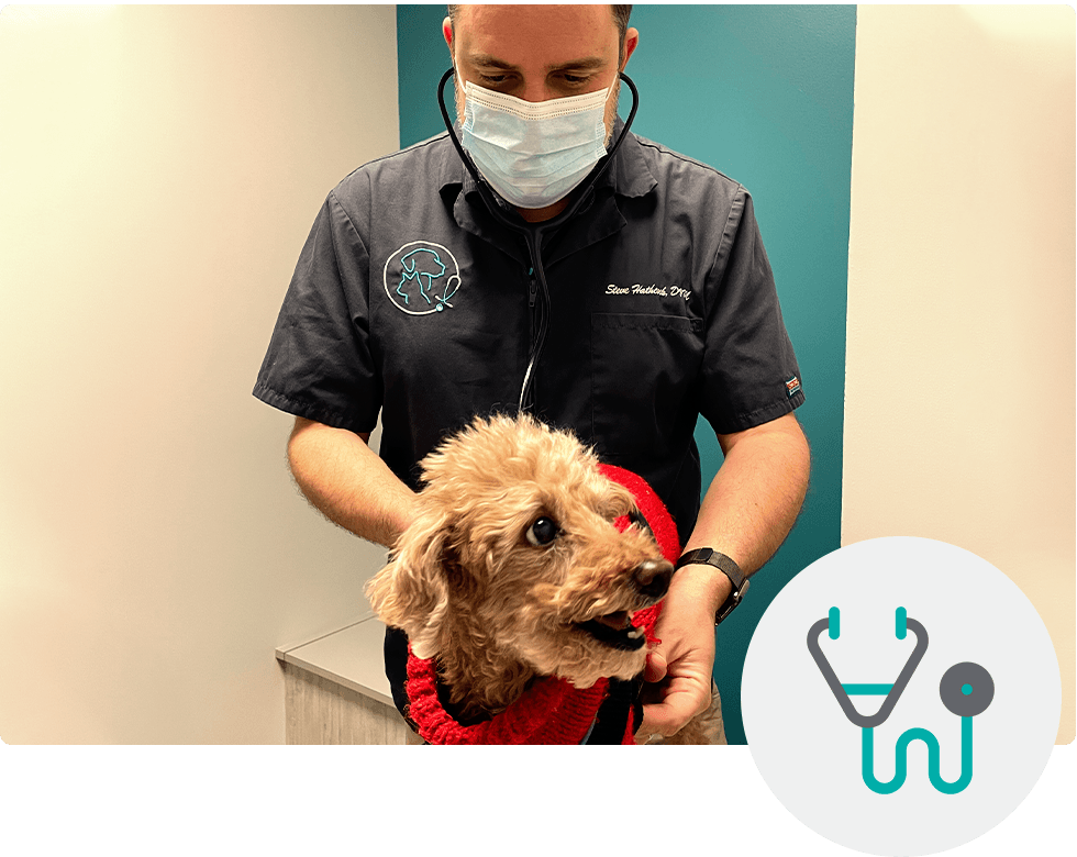 A veterinarian examines a small, curly-haired dog wearing a red sweater.