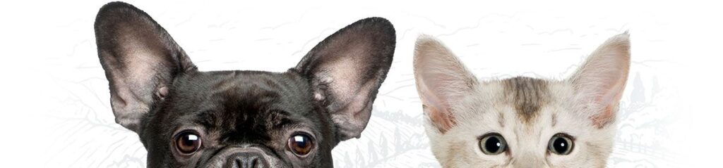 A French bulldog and a kitten, both looking directly forward with large, attentive eyes.