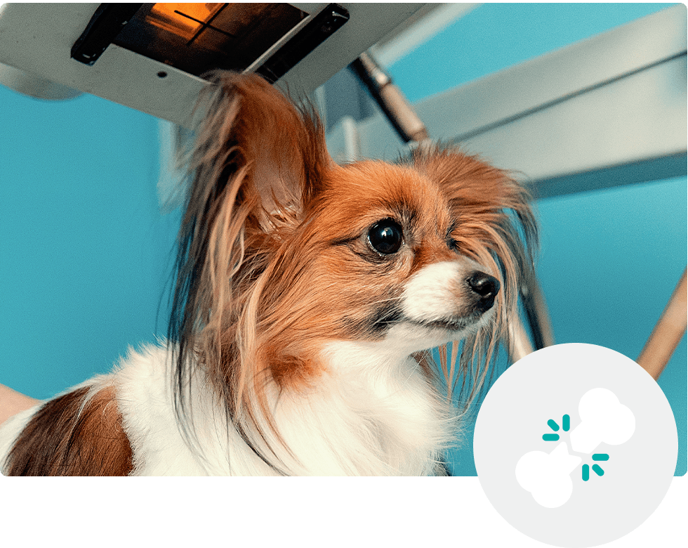 Small dog with large ears receiving a grooming or veterinary treatment under a light.