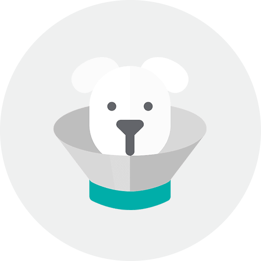 A white dog wearing a cone around its neck.