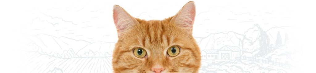 Close-up of a ginger cat's face with green eyes, partially visible ears, and an alert expression.