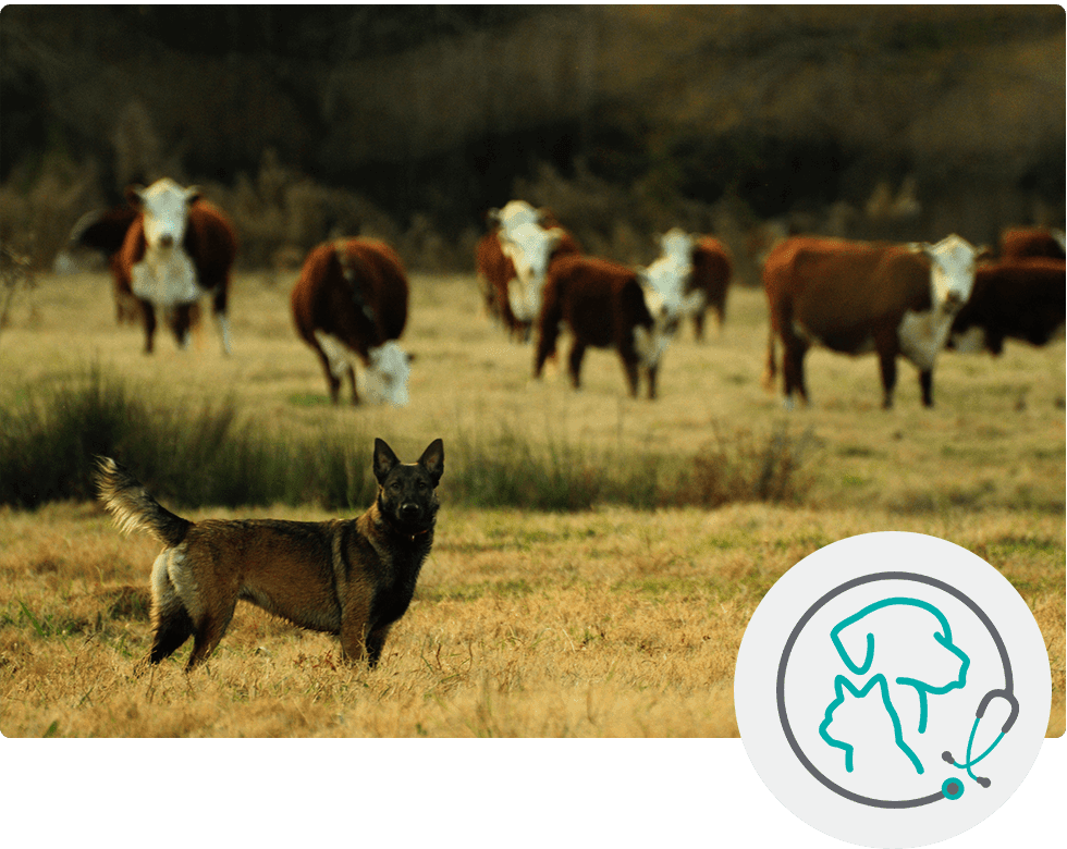 A dog stands alert in a field in front of a herd of cows.