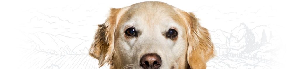 Golden retriever with a friendly expression looking forward.
