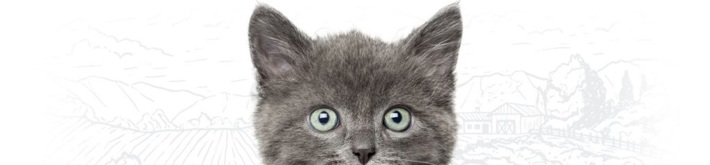 Fluffy gray kitten with wide, curious eyes and prominent ears.