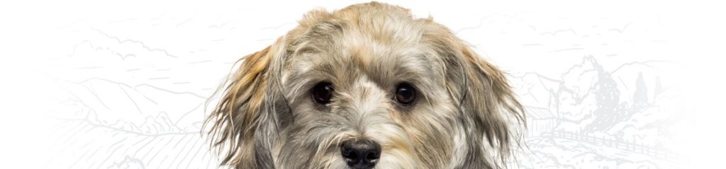 Fluffy dog with soft, wavy fur gazing at the camera with large, dark eyes.