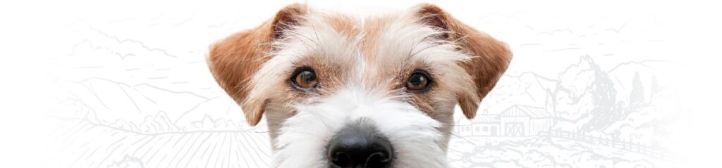 A close-up of a dog with brown and white fur and expressive eyes.