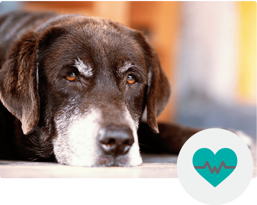 Elderly black dog with gray muzzle lying down, looking ahead; heart with heartbeat line icon in the corner.