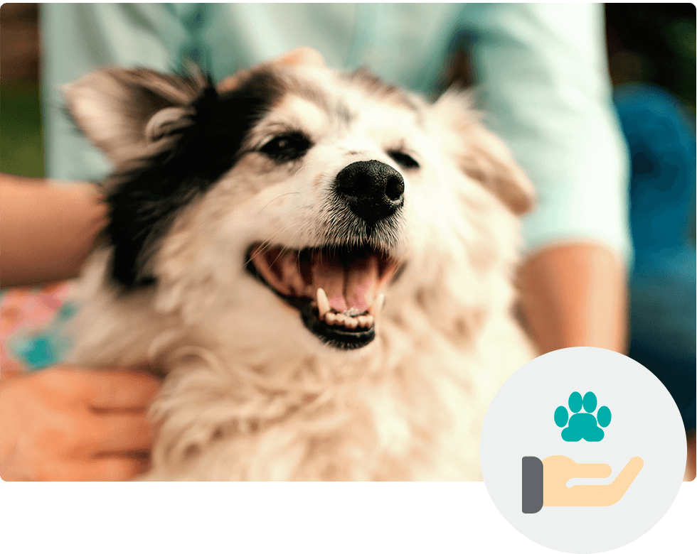 Smiling black and white dog being petted, next to a paw print in a hand icon.