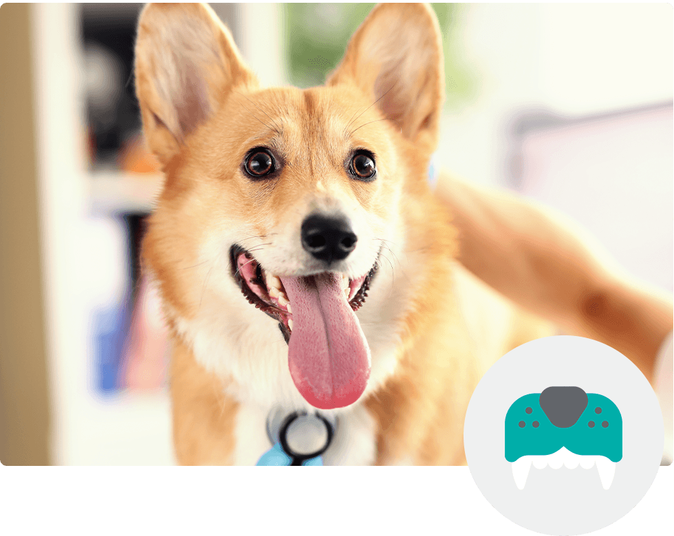 A happy corgi with its tongue out, wearing a collar, with perked ears and a playful expression.