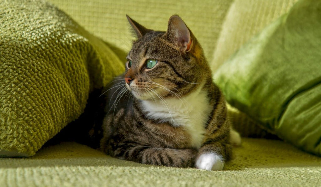 Gray tabby cat sitting down on a sofa