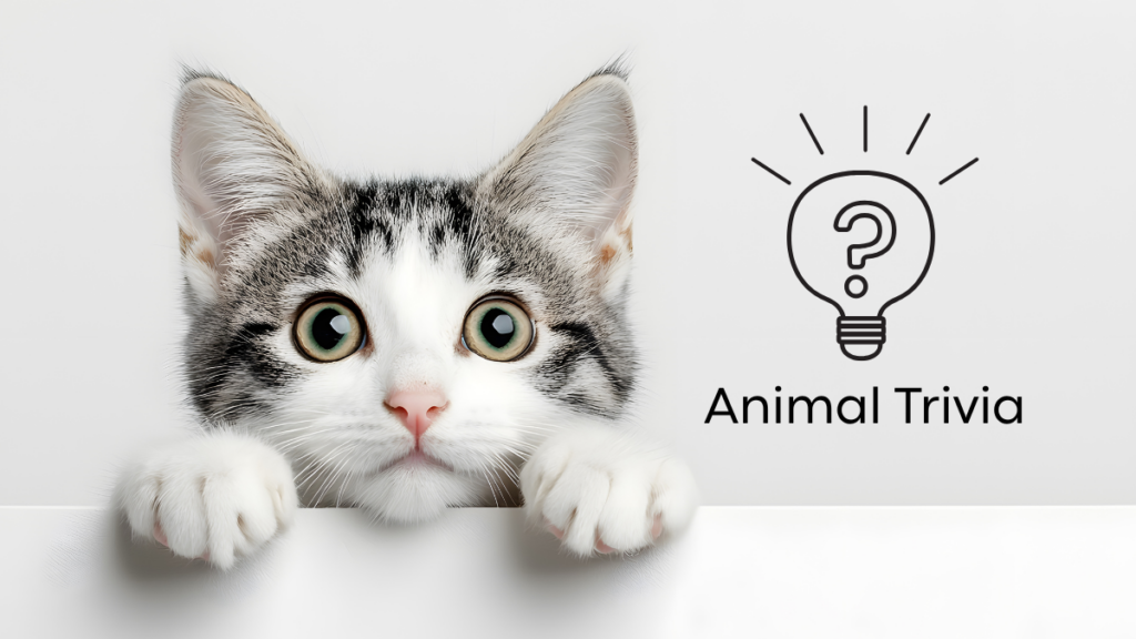 A curious kitten peeking over a ledge next to the text "Animal Trivia" and a lightbulb with a question mark.