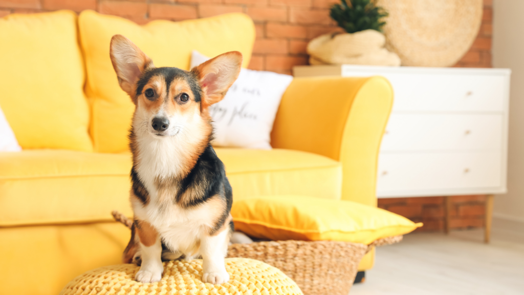 A corgi sitting on a knitted pouf in a bright living room with a yellow sofa in the background.
