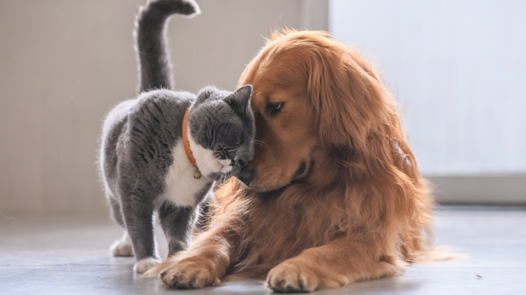 A gray cat nuzzles affectionately against a relaxed golden retriever on the floor.