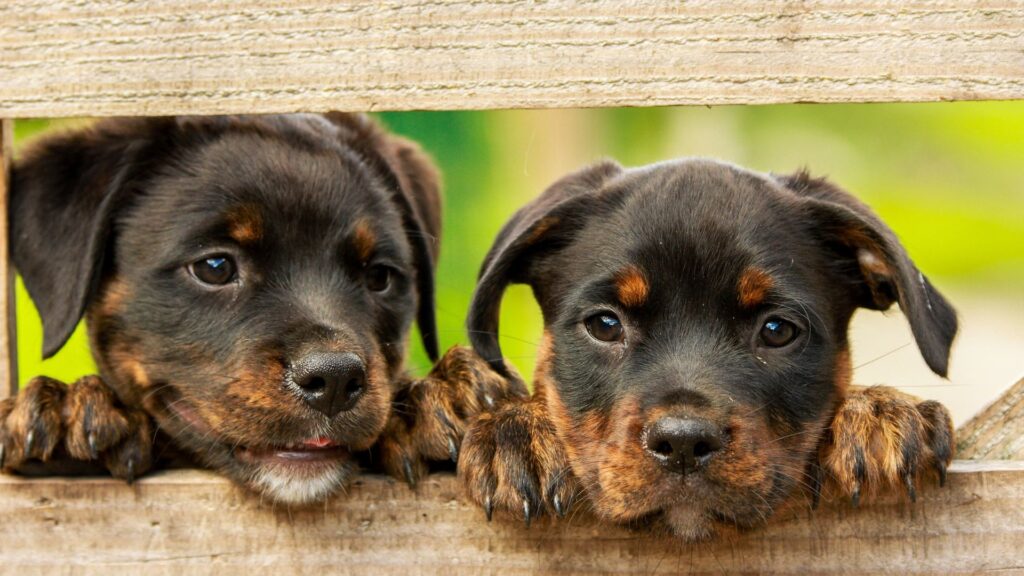 Two Rottweiler puppies peering through a wooden fence, with curious expressions.
