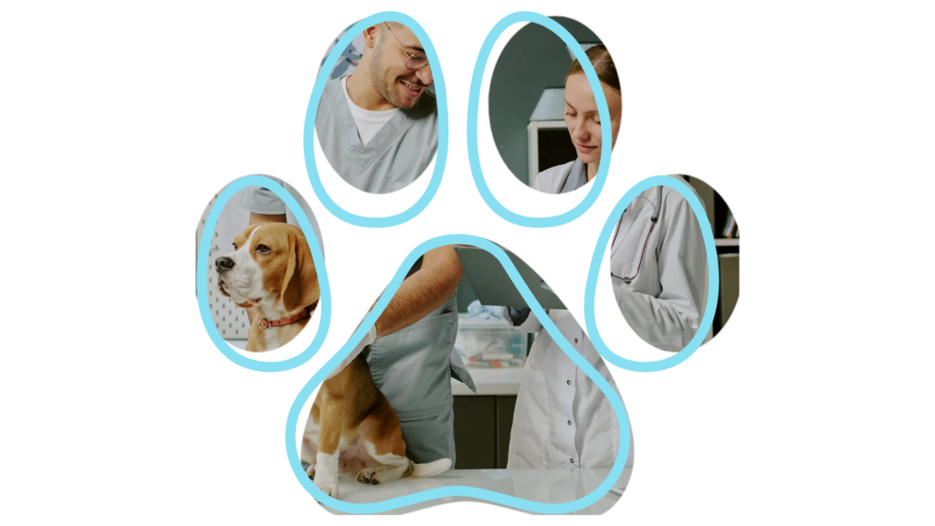 Veterinarians examining a beagle, depicted within a paw-shaped frame.