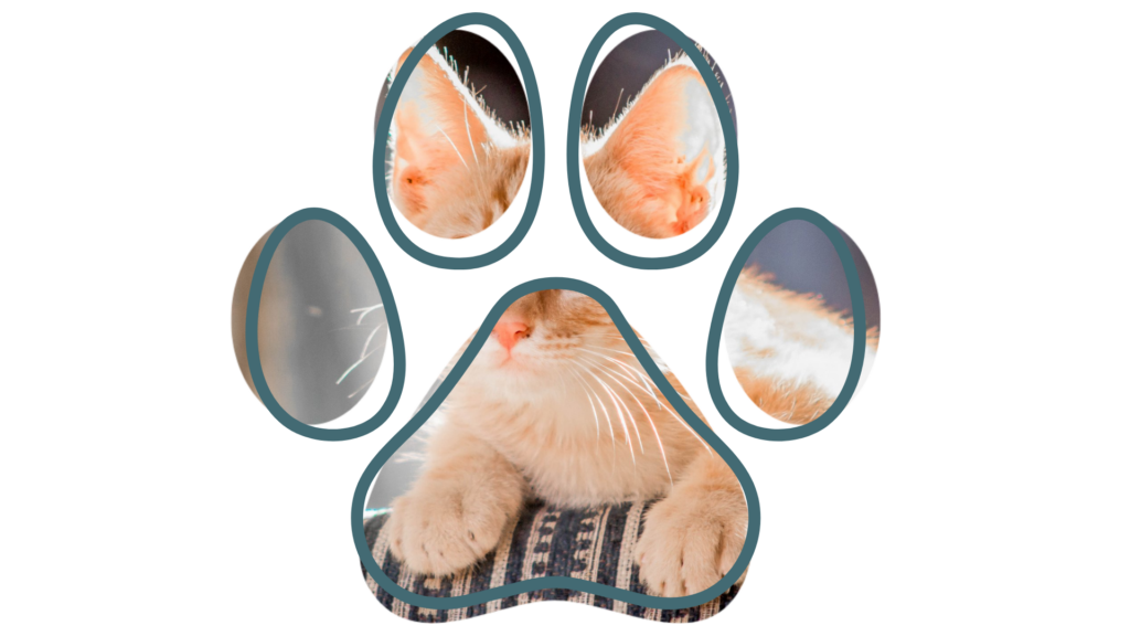 A cute orange cat with eyes closed and paws visible, framed within a paw print shape.