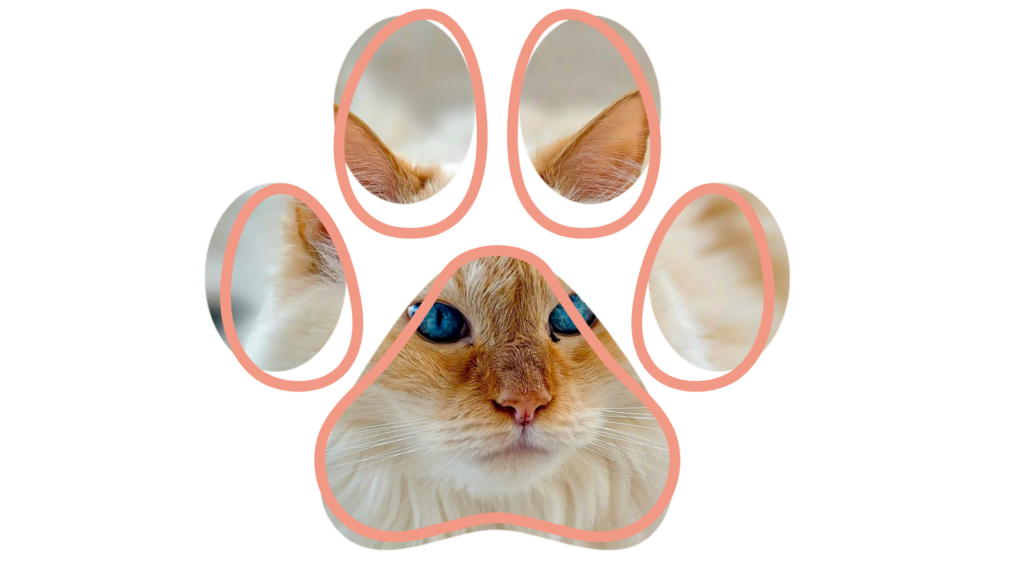 A fluffy cat with blue eyes seen through the shapes in a paw print outline.
