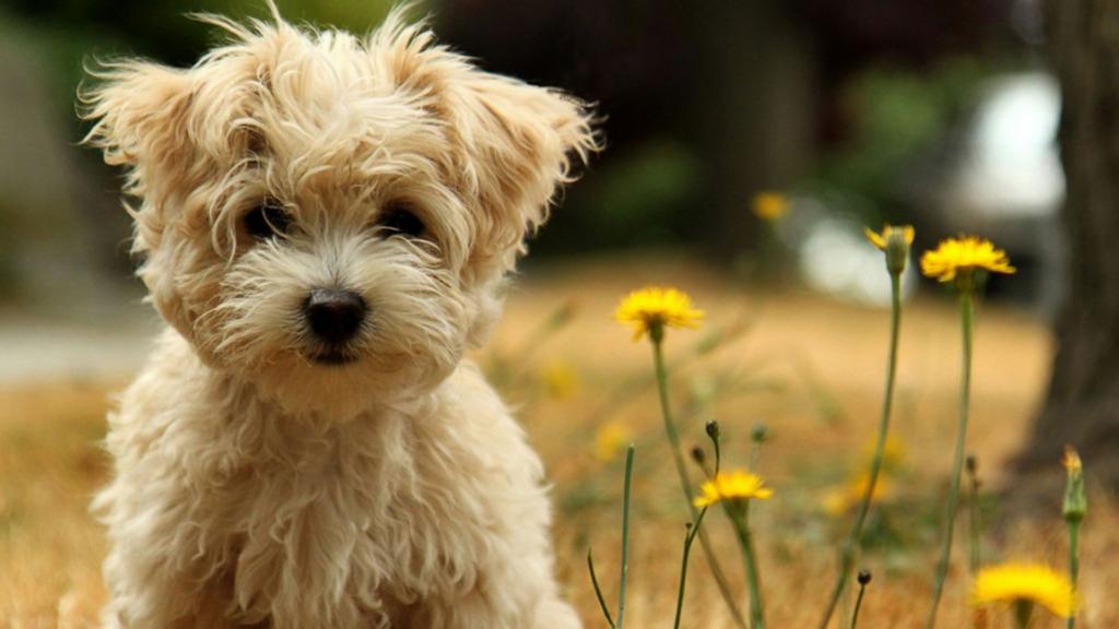 Fluffy beige puppy sitting in grass beside yellow wildflowers.