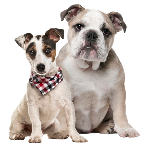 Two dogs sitting: a small dog with a checkered bandana and a larger bulldog with a white and gray coat.