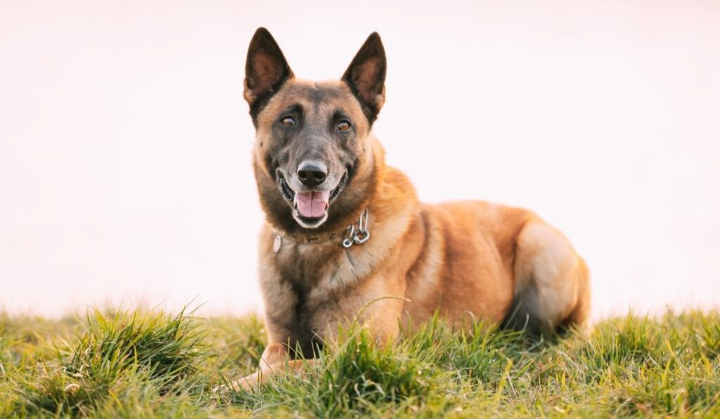 A happy Belgian Malinois dog lying in grass, looking forward with ears perked up.