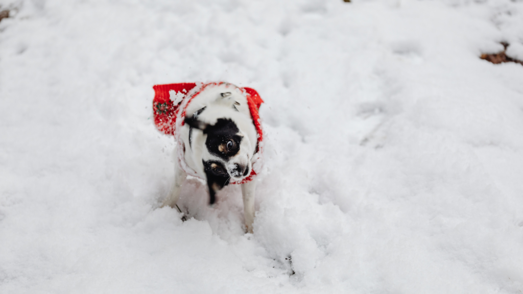 A small dog in a red sweater shaking off snow.