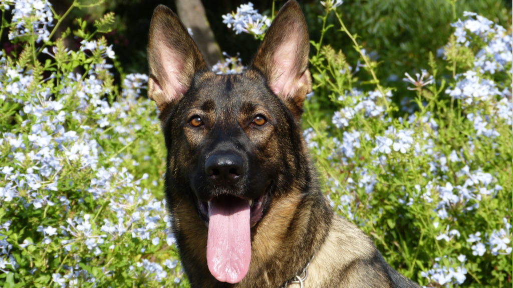 A German Shepherd with its tongue out stands amidst blooming white flowers.