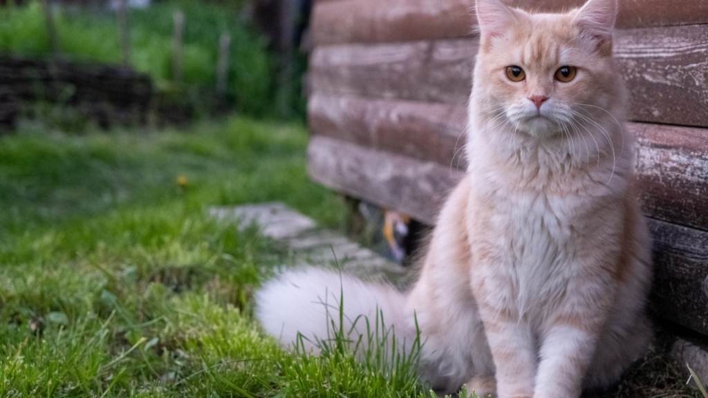 Fluffy cream-colored cat sitting on grass next to a wooden wall, looking at the camera.