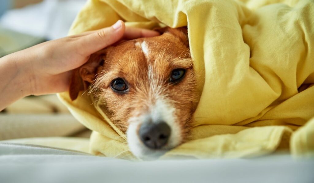A small dog wrapped in a yellow blanket, being gently petted.