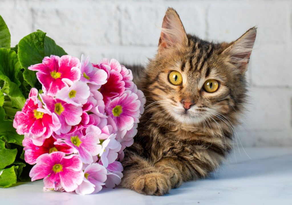 A tabby cat with bright yellow eyes lays beside a cluster of pink and white flowers.