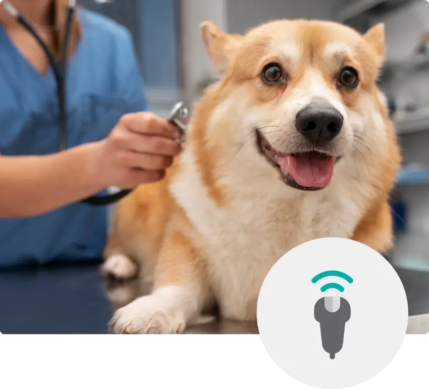 A happy corgi is being examined by a veterinarian with a stethoscope.