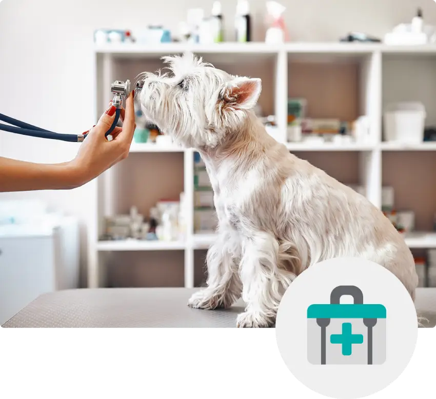 A small white dog is being examined with a stethoscope held by a person's hand.
