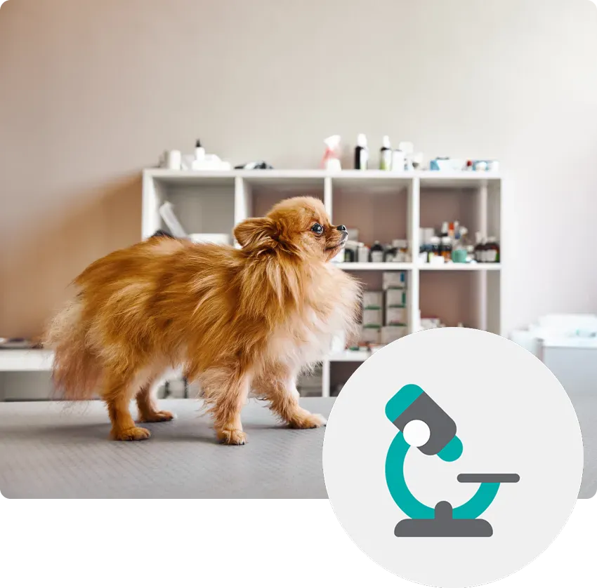 Fluffy Pomeranian standing on a table in a room with shelves holding various items in the background.