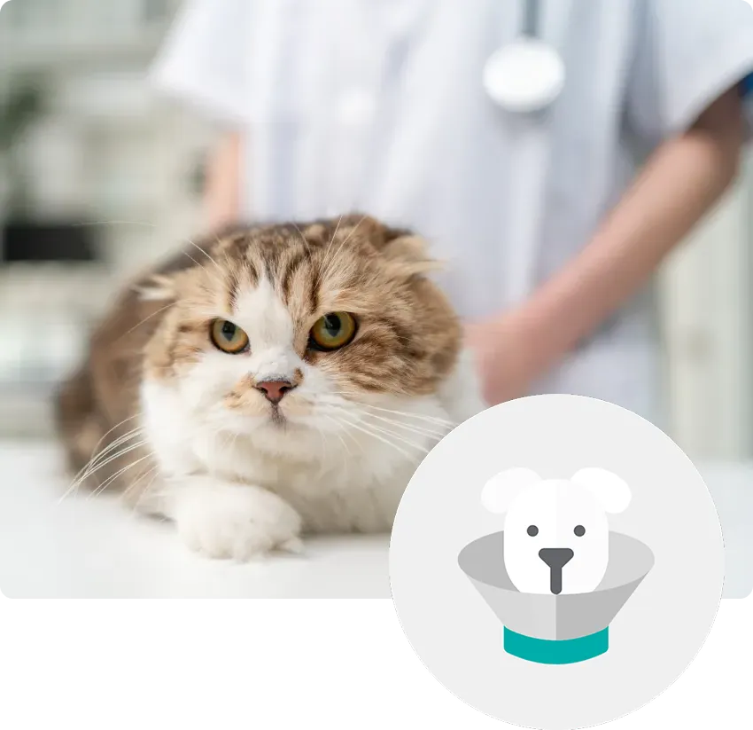 A fluffy cat with a serious expression lies on a table, with a person in scrubs behind it. An illustrated icon of a dog wearing a cone is overlaid.