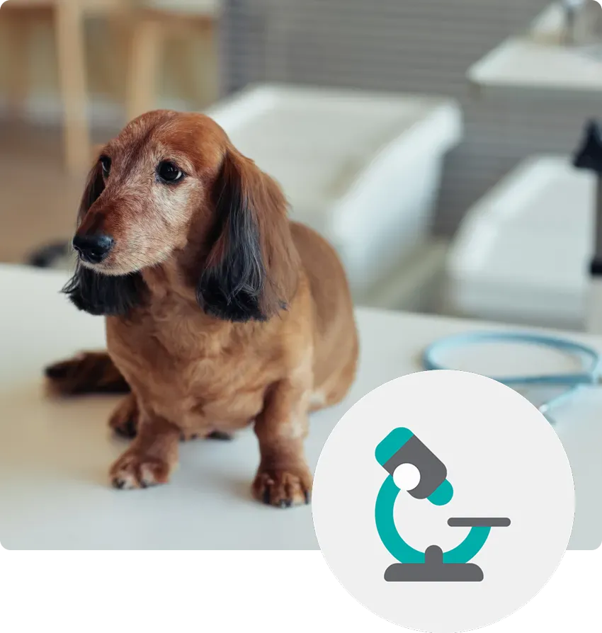A brown dachshund sitting on a table with a stethoscope nearby.